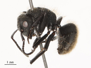  ( - CBG-B02493-D12)  @11 [ ] CreativeCommons - Attribution Share - Alike (2025) CBG Photography Group Centre for Biodiversity Genomics