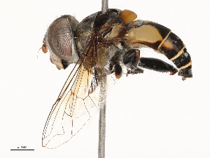  ( - CBG-B02493-H07)  @11 [ ] CreativeCommons - Attribution Share - Alike (2025) CBG Photography Group Centre for Biodiversity Genomics