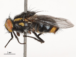  ( - CBG-B02496-C09)  @11 [ ] CreativeCommons - Attribution Share - Alike (2025) CBG Photography Group Centre for Biodiversity Genomics