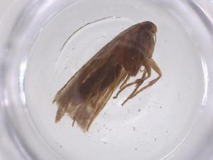  ( - CBG-B02505-C12)  @11 [ ] CreativeCommons - Attribution Share - Alike (2025) Centre for Biodiversity Genomics Centre for Biodiversity Genomics