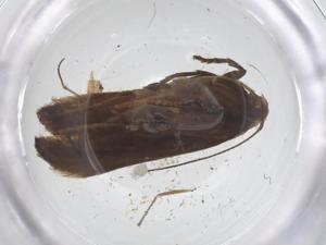  ( - CBG-B03887-D12)  @11 [ ] CreativeCommons - Attribution Share - Alike (2025) Centre for Biodiversity Genomics Centre for Biodiversity Genomics