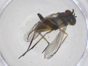  ( - CBG-B03892-D08)  @11 [ ] CreativeCommons - Attribution Share - Alike (2025) Centre for Biodiversity Genomics Centre for Biodiversity Genomics