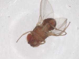  (Rhinoleucophenga punctuloides - CBG-B03922-E04)  @11 [ ] CreativeCommons - Attribution Share - Alike (2025) Centre for Biodiversity Genomics Centre for Biodiversity Genomics