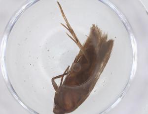  ( - CBG-B03927-D04)  @11 [ ] CreativeCommons - Attribution Share - Alike (2025) Centre for Biodiversity Genomics Centre for Biodiversity Genomics