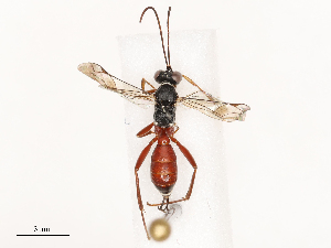  (Basileucus - CBG-B03941-E05)  @11 [ ] CreativeCommons - Attribution Share - Alike (2025) CBG Photography Group Centre for Biodiversity Genomics