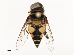  ( - CBG-B04128-C05)  @11 [ ] CreativeCommons - Attribution Share - Alike (2025) CBG Photography Group Centre for Biodiversity Genomics