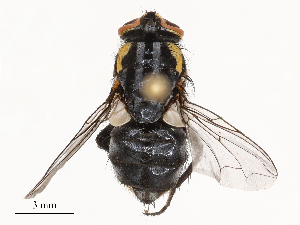  ( - CBG-B04128-C07)  @11 [ ] CreativeCommons - Attribution Share - Alike (2025) CBG Photography Group Centre for Biodiversity Genomics