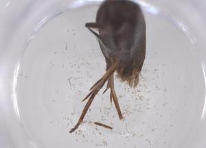  ( - CBG-B20241-B08)  @11 [ ] CreativeCommons - Attribution Share - Alike (2025) Centre for Biodiversity Genomics Centre for Biodiversity Genomics