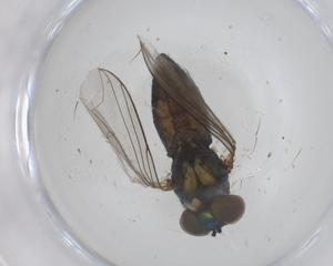  ( - CBG-B20447-C09)  @11 [ ] CreativeCommons - Attribution Share - Alike (2025) Centre for Biodiversity Genomics Centre for Biodiversity Genomics