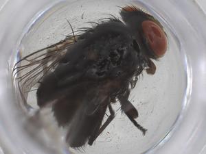  (Oxysarcodexia riograndensis - CBG-B20447-G06)  @11 [ ] CreativeCommons - Attribution Share - Alike (2025) Centre for Biodiversity Genomics Centre for Biodiversity Genomics