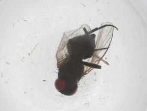  (Melanagromyza sojae - CBG-B20450-A10)  @11 [ ] CreativeCommons - Attribution Share - Alike (2025) Centre for Biodiversity Genomics Centre for Biodiversity Genomics