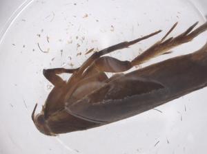  ( - CBG-B20476-E01)  @11 [ ] CreativeCommons - Attribution Share - Alike (2025) Centre for Biodiversity Genomics Centre for Biodiversity Genomics