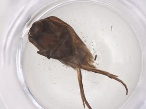  ( - CBG-B20477-A01)  @11 [ ] CreativeCommons - Attribution Share - Alike (2025) Centre for Biodiversity Genomics Centre for Biodiversity Genomics