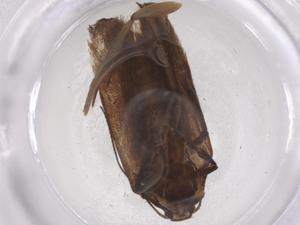  ( - CBG-B20477-C12)  @11 [ ] CreativeCommons - Attribution Share - Alike (2025) Centre for Biodiversity Genomics Centre for Biodiversity Genomics