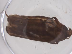  ( - CBG-B20477-D05)  @11 [ ] CreativeCommons - Attribution Share - Alike (2025) Centre for Biodiversity Genomics Centre for Biodiversity Genomics