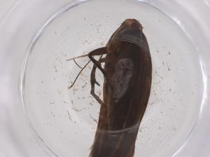  ( - CBG-B20477-D06)  @11 [ ] CreativeCommons - Attribution Share - Alike (2025) Centre for Biodiversity Genomics Centre for Biodiversity Genomics