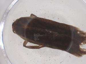  ( - CBG-B20477-G09)  @11 [ ] CreativeCommons - Attribution Share - Alike (2025) Centre for Biodiversity Genomics Centre for Biodiversity Genomics