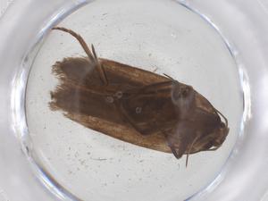  ( - CBG-B20689-G07)  @11 [ ] CreativeCommons - Attribution Share - Alike (2025) Centre for Biodiversity Genomics Centre for Biodiversity Genomics