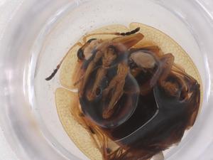  ( - CBG-B20692-F02)  @11 [ ] CreativeCommons - Attribution Share - Alike (2025) Centre for Biodiversity Genomics Centre for Biodiversity Genomics