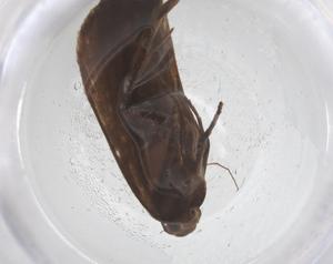  ( - CBG-B20694-D12)  @11 [ ] CreativeCommons - Attribution Share - Alike (2025) Centre for Biodiversity Genomics Centre for Biodiversity Genomics