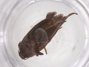  ( - CBG-B20695-H07)  @11 [ ] CreativeCommons - Attribution Share - Alike (2025) Centre for Biodiversity Genomics Centre for Biodiversity Genomics