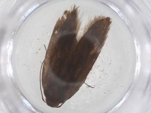  ( - CBG-B20761-G06)  @11 [ ] CreativeCommons - Attribution Share - Alike (2025) Centre for Biodiversity Genomics Centre for Biodiversity Genomics