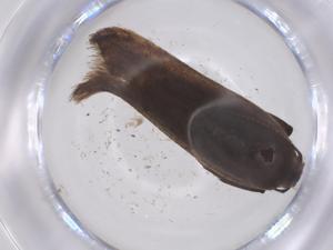  ( - CBG-B20787-D04)  @11 [ ] CreativeCommons - Attribution Share - Alike (2025) Centre for Biodiversity Genomics Centre for Biodiversity Genomics