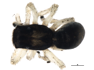 (Dendryphantinae - 08OEC-033)  @12 [ ] CreativeCommons - Attribution (2008) CBG Photography Group Centre for Biodiversity Genomics