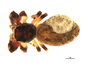  ( - 08SOAR-0018)  @13 [ ] CreativeCommons - Attribution (2008) CBG Photography Group Centre for Biodiversity Genomics