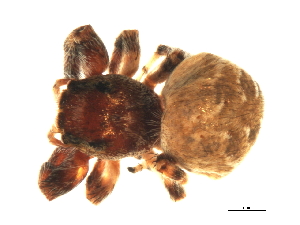  ( - 08SOAR-0028)  @13 [ ] CreativeCommons - Attribution (2008) CBG Photography Group Centre for Biodiversity Genomics