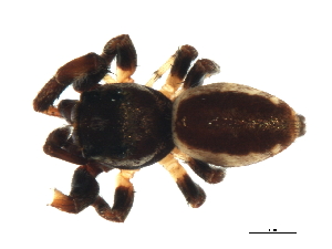  ( - 08SOAR-0076)  @13 [ ] CreativeCommons - Attribution (2008) CBG Photography Group Centre for Biodiversity Genomics