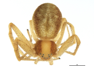  ( - 08SOAR-0094)  @13 [ ] CreativeCommons - Attribution (2008) CBG Photography Group Centre for Biodiversity Genomics