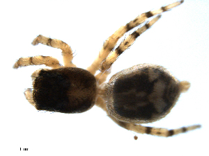  ( - CCDB-08823-B03)  @12 [ ] CC-0  Gergin Blagoev, Biodiversity Intitute of Ontario Unspecified