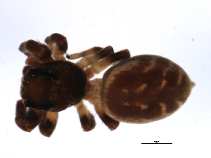  ( - 08BBARAC-0334)  @13 [ ] CreativeCommons - Attribution (2009) CBG Photography Group Centre for Biodiversity Genomics