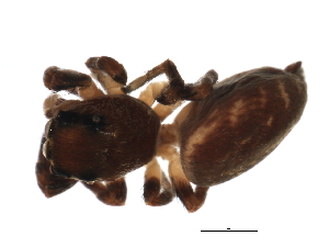  ( - 08BBARAC-0357)  @13 [ ] CreativeCommons - Attribution (2009) CBG Photography Group Centre for Biodiversity Genomics