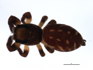  ( - 08BBARAC-0363)  @13 [ ] CreativeCommons - Attribution (2009) CBG Photography Group Centre for Biodiversity Genomics