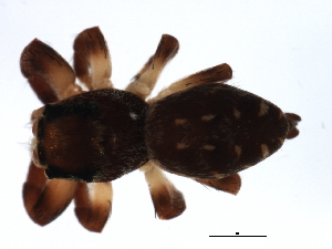  ( - 08BBARAC-0365)  @13 [ ] CreativeCommons - Attribution (2009) CBG Photography Group Centre for Biodiversity Genomics