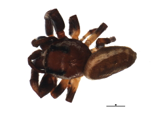  ( - 08BBARAC-0459)  @13 [ ] CreativeCommons - Attribution (2009) CBG Photography Group Centre for Biodiversity Genomics