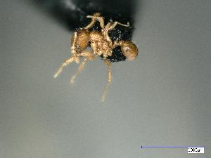  (Pheidole AGB3314 - RE21-AT1-FOR-0043)  @11 [ ] CreativeCommons - Attribution Non-Commercial (by-nc) (2021) Unspecified Technischer Universität Darmstadt