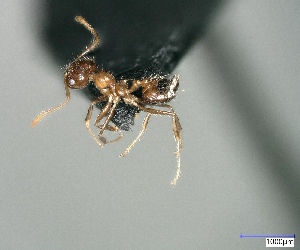  (Crematogaster sp1 - RE21-AT1-FOR-0135)  @11 [ ] CreativeCommons - Attribution Non-Commercial (by-nc) (2021) Unspecified Technischer Universität Darmstadt