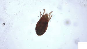  (Epilohmanniidae_incertae_sedis - RE21-AT1-ORI-0121)  @11 [ ] CreativeCommons - Attribution Non-Commercial (by-nc) (2021) Unspecified Technischer Universität Darmstadt