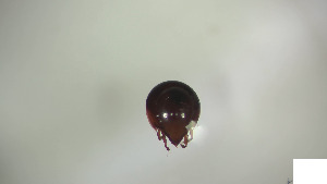  (Peloppiidae_incertae_sedis - RE21-AT1-ORI-0144)  @11 [ ] CreativeCommons - Attribution Non-Commercial (by-nc) (2021) Unspecified Technischer Universität Darmstadt
