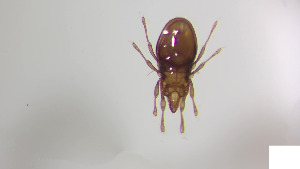  (Dampfiellidae - RE21-AT1-ORI-0181)  @11 [ ] CreativeCommons - Attribution Non-Commercial (by-nc) (2021) Unspecified Technischer Universität Darmstadt