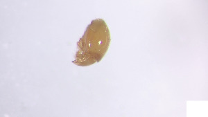  (Mesoplophoridae_incertae_sedis - RE21-AT1-ORI-0367)  @11 [ ] CreativeCommons - Attribution Non-Commercial (by-nc) (2021) Unspecified Technischer Universität Darmstadt