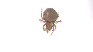  (Hermanniellidae_incertae_sedis - RE21-AT1-ORI-0381)  @11 [ ] CreativeCommons - Attribution Non-Commercial (by-nc) (2021) Unspecified Technischer Universität Darmstadt