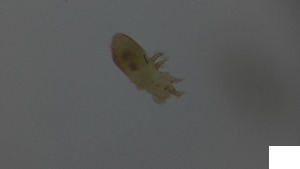  (Crotoniidae_incertae_sedis - RE21-AT1-ORI-0423)  @11 [ ] CreativeCommons - Attribution Non-Commercial (by-nc) (2021) Unspecified Technischer Universität Darmstadt