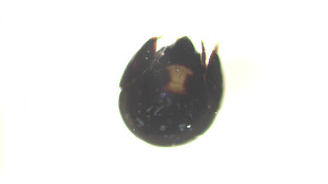  (Galumnidae_incertae_sedis - RE21-AT1-ORI-0432)  @11 [ ] CreativeCommons - Attribution Non-Commercial (by-nc) (2021) Unspecified Technischer Universität Darmstadt