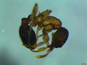  ( - bf-for-00023)  @13 [ ] CreativeCommons - Attribution Share-Alike (2016) Olsen, K.M. BioFokus