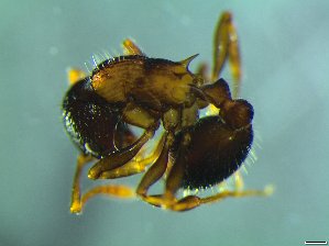  (Myrmica lobicornis - bf-for-00026)  @13 [ ] CreativeCommons - Attribution Share-Alike (2016) Olsen, K.M. BioFokus