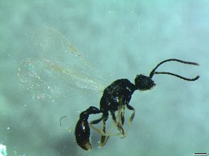  (Leptothorax cf. muscorum - bf-for-00033)  @11 [ ] CreativeCommons - Attribution Share-Alike (2016) Olsen, K.M. BioFokus